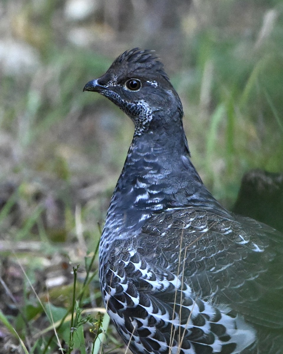 Dusky Grouse - ML643092408