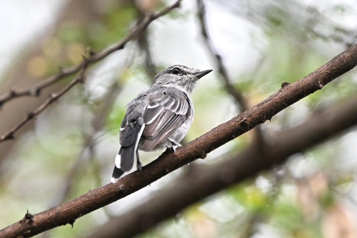 Gray Tit-Flycatcher - ML643092409