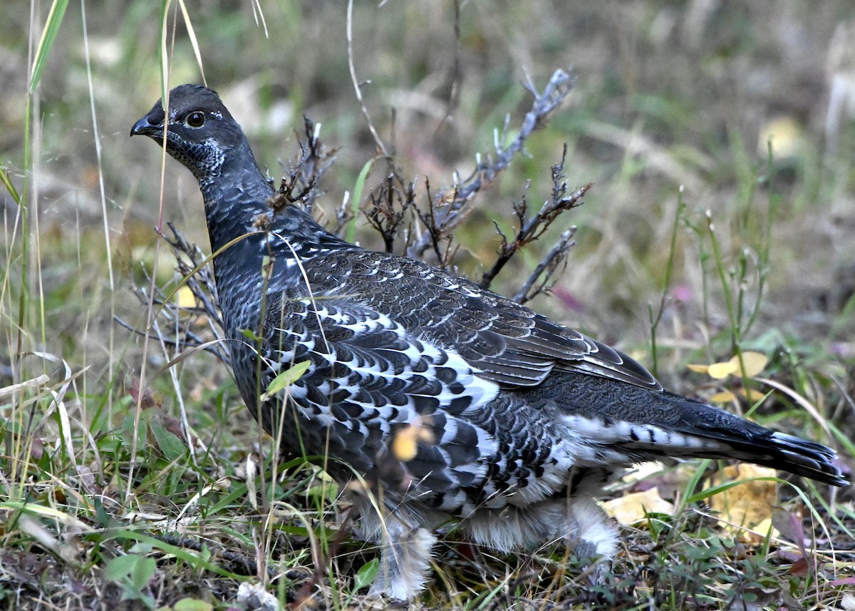 Dusky Grouse - ML643092411