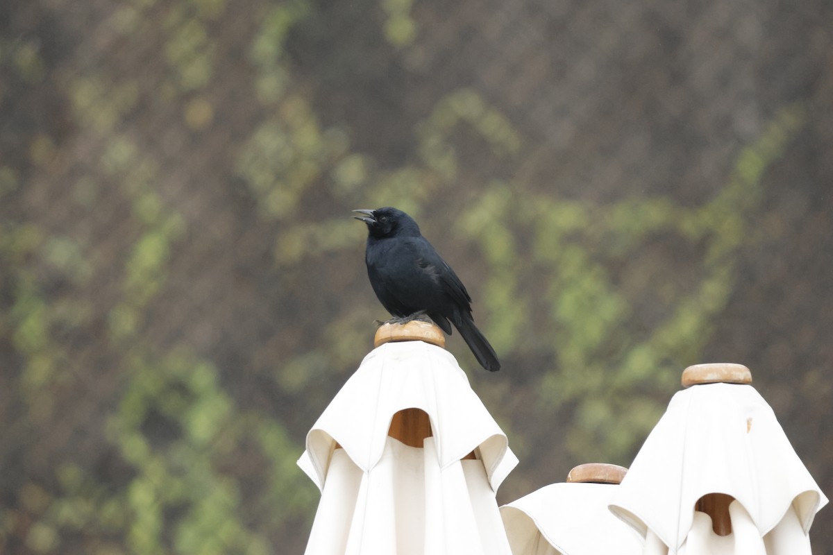 Scrub Blackbird - ML643092412