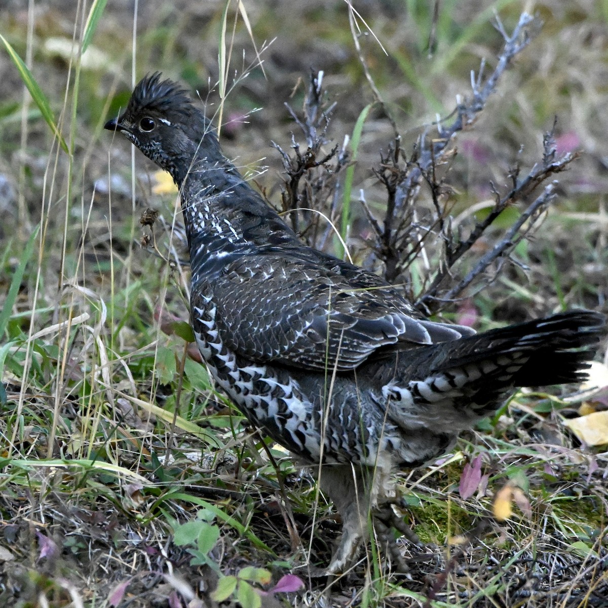Dusky Grouse - ML643092416