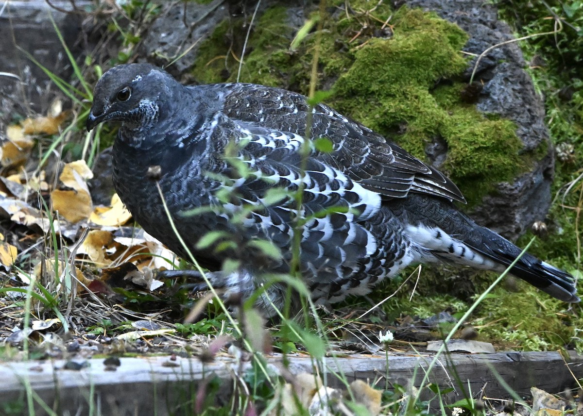Dusky Grouse - ML643092420