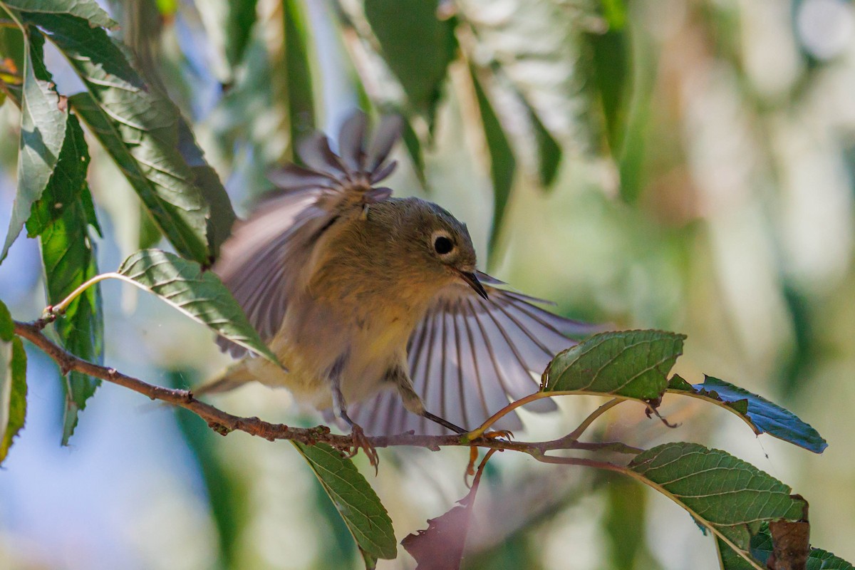 Ruby-crowned Kinglet - ML643092435