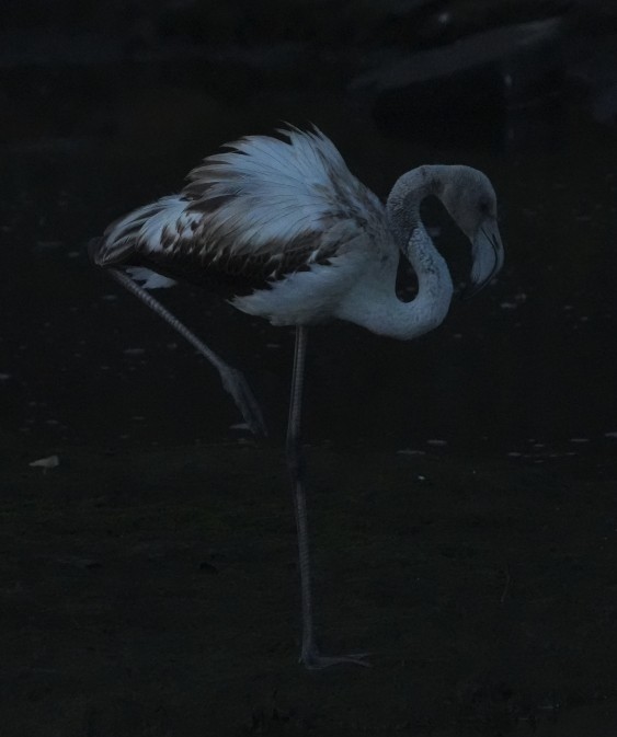 Greater Flamingo - ML643092439