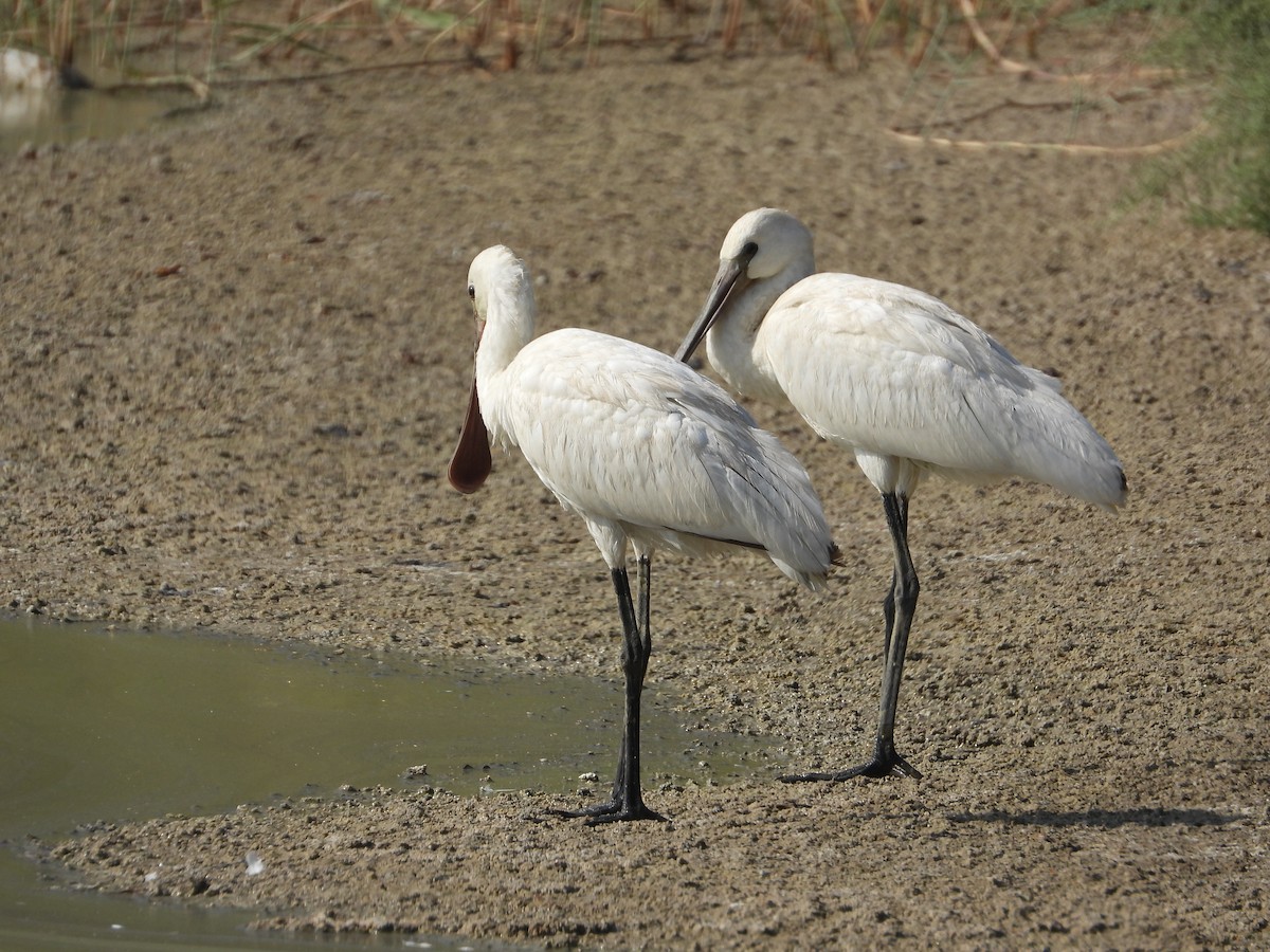 Eurasian Spoonbill - ML643092461