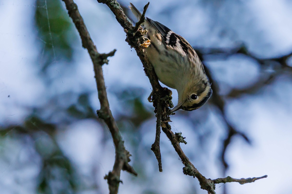 Black-and-white Warbler - ML643092480