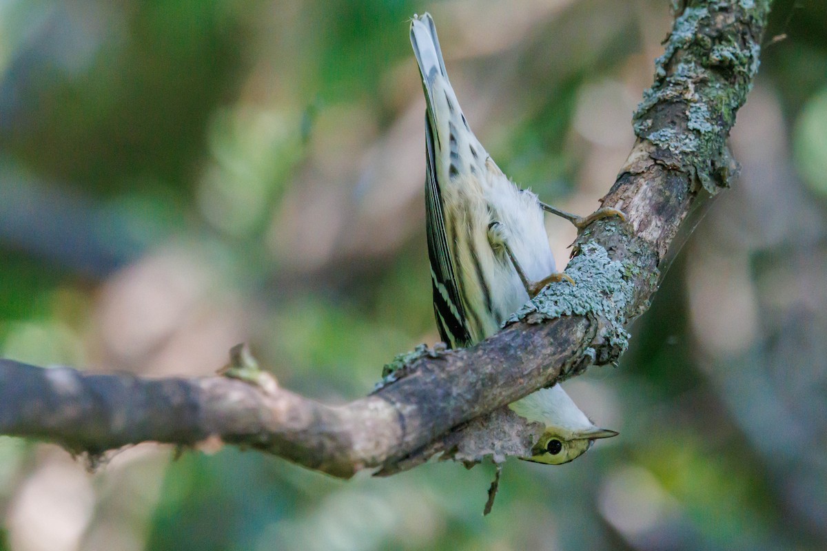 Black-and-white Warbler - ML643092485