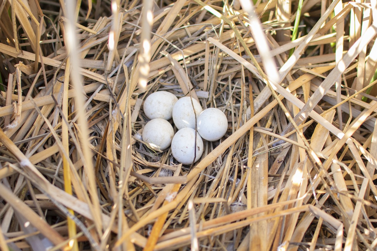 Long-winged Harrier - ML643092492