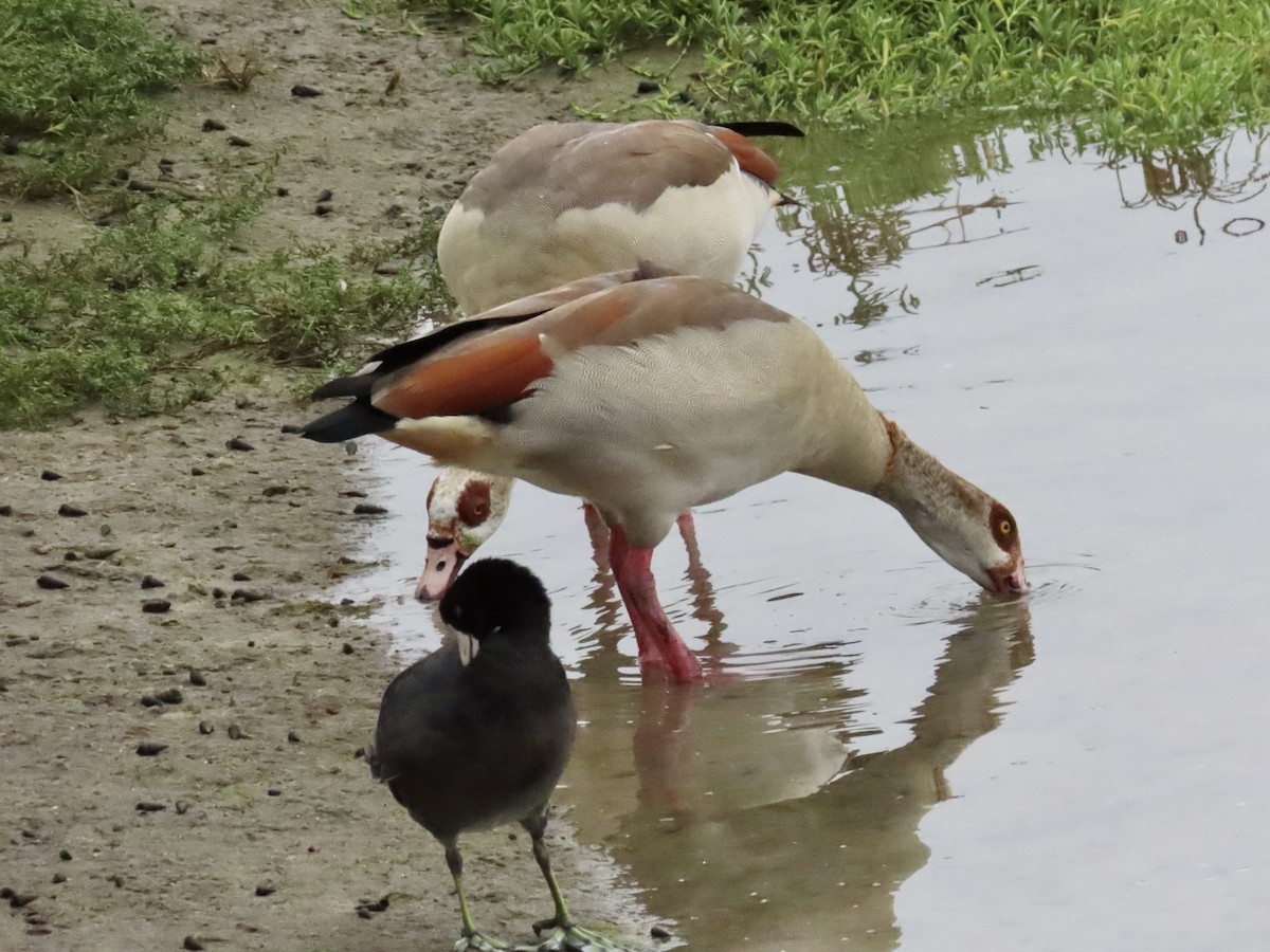 Egyptian Goose - ML643092497