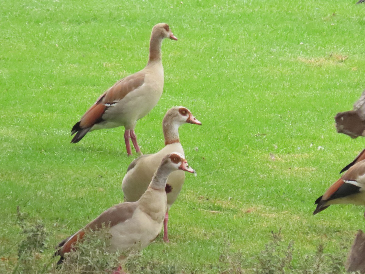 Egyptian Goose - ML643092498