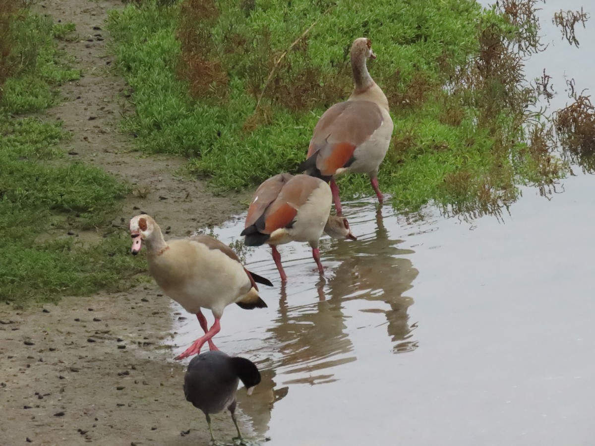 Egyptian Goose - ML643092499