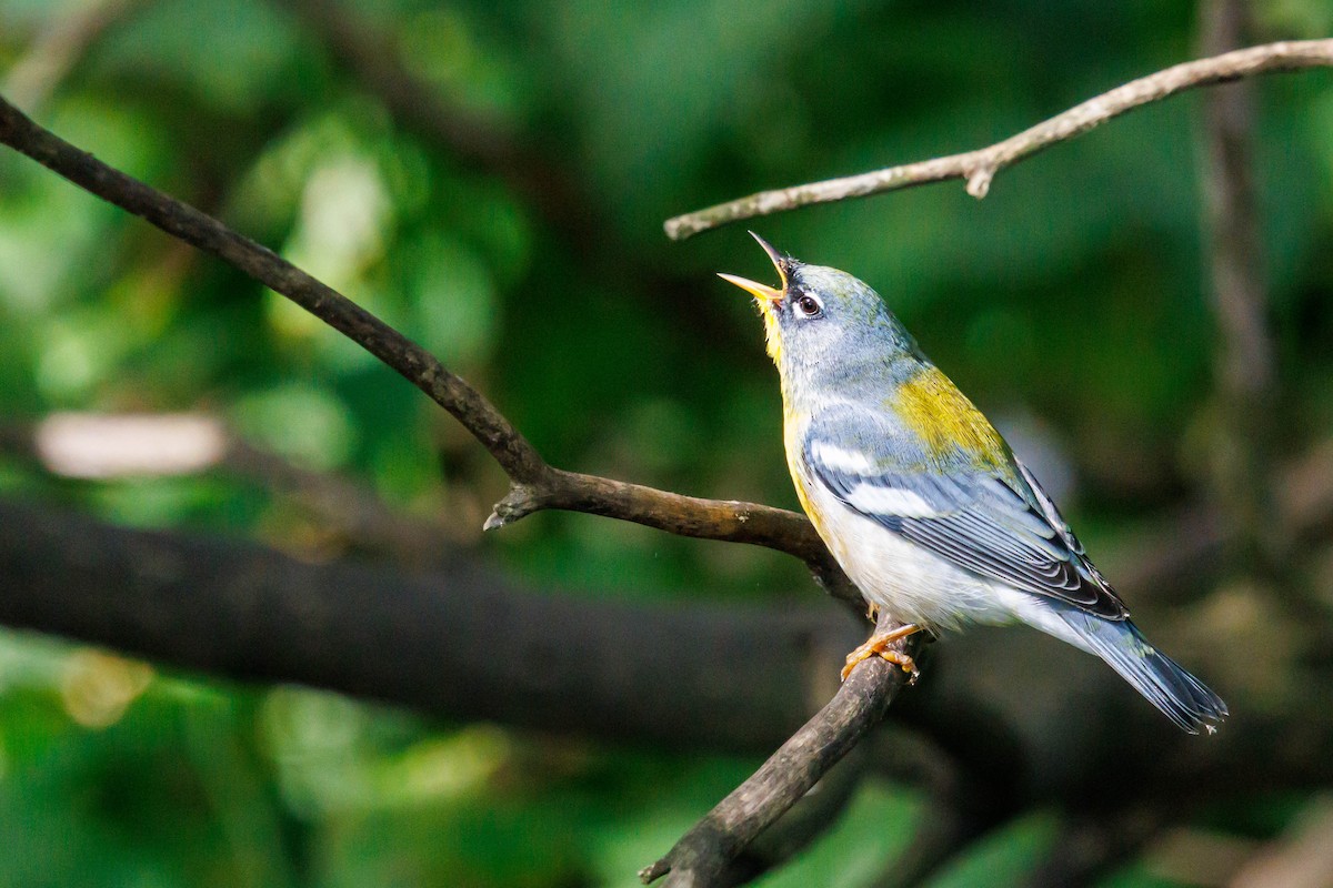Northern Parula - ML643092507