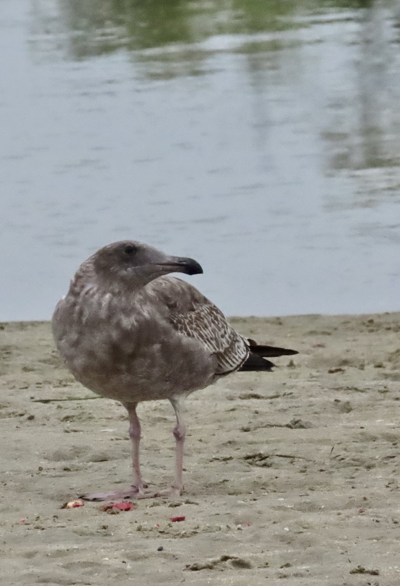 Western Gull - ML643092513