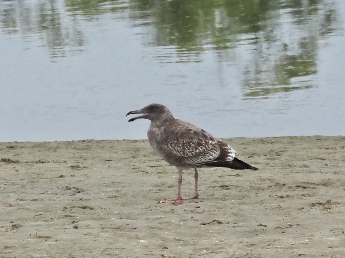 Western Gull - ML643092514