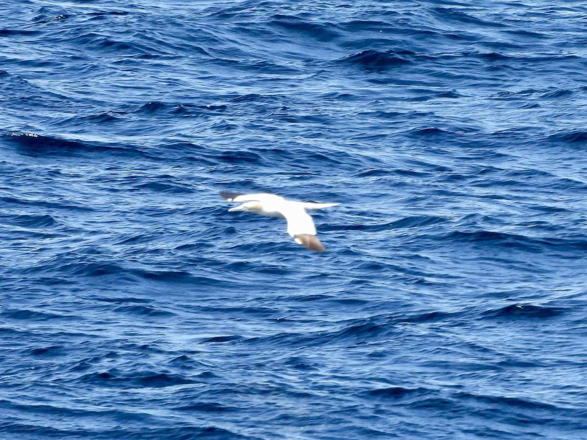 Northern Gannet - ML643092517