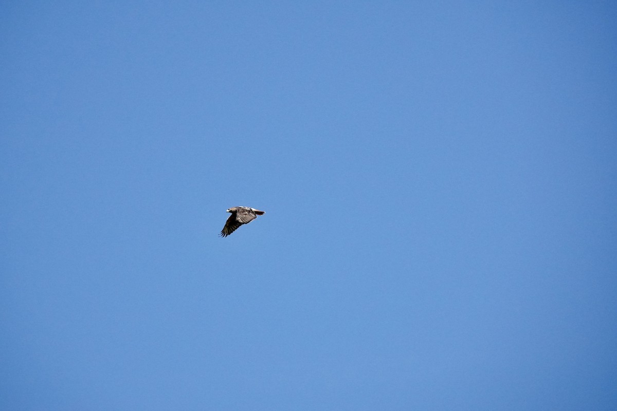 Red-tailed Hawk (borealis) - ML643092519