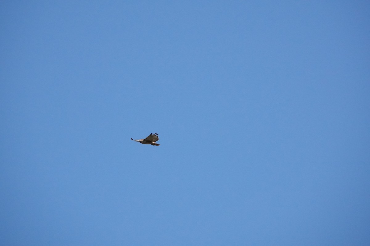Red-tailed Hawk (borealis) - ML643092521