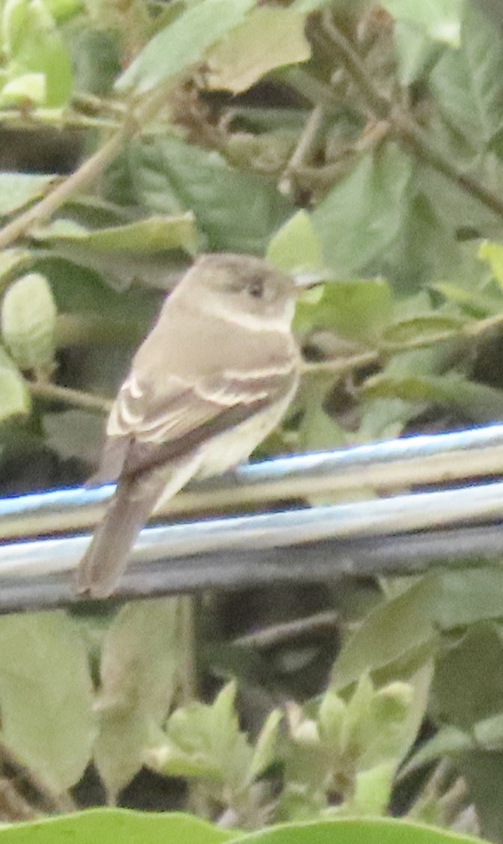 Western Wood-Pewee - ML643092532