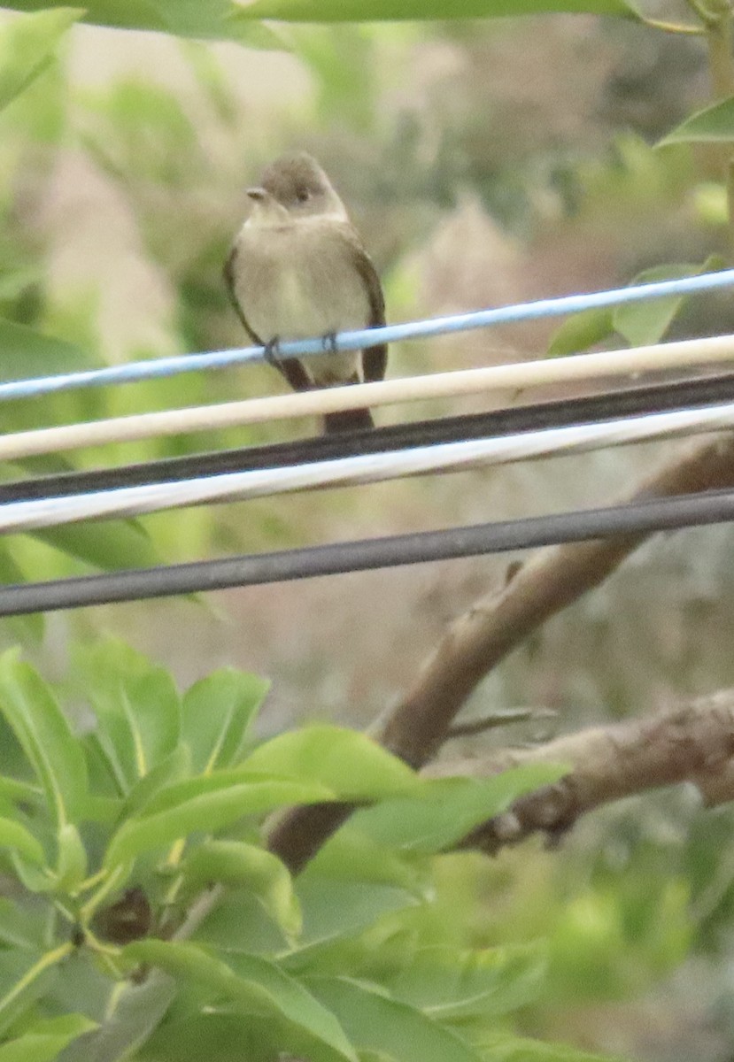 Western Wood-Pewee - ML643092533