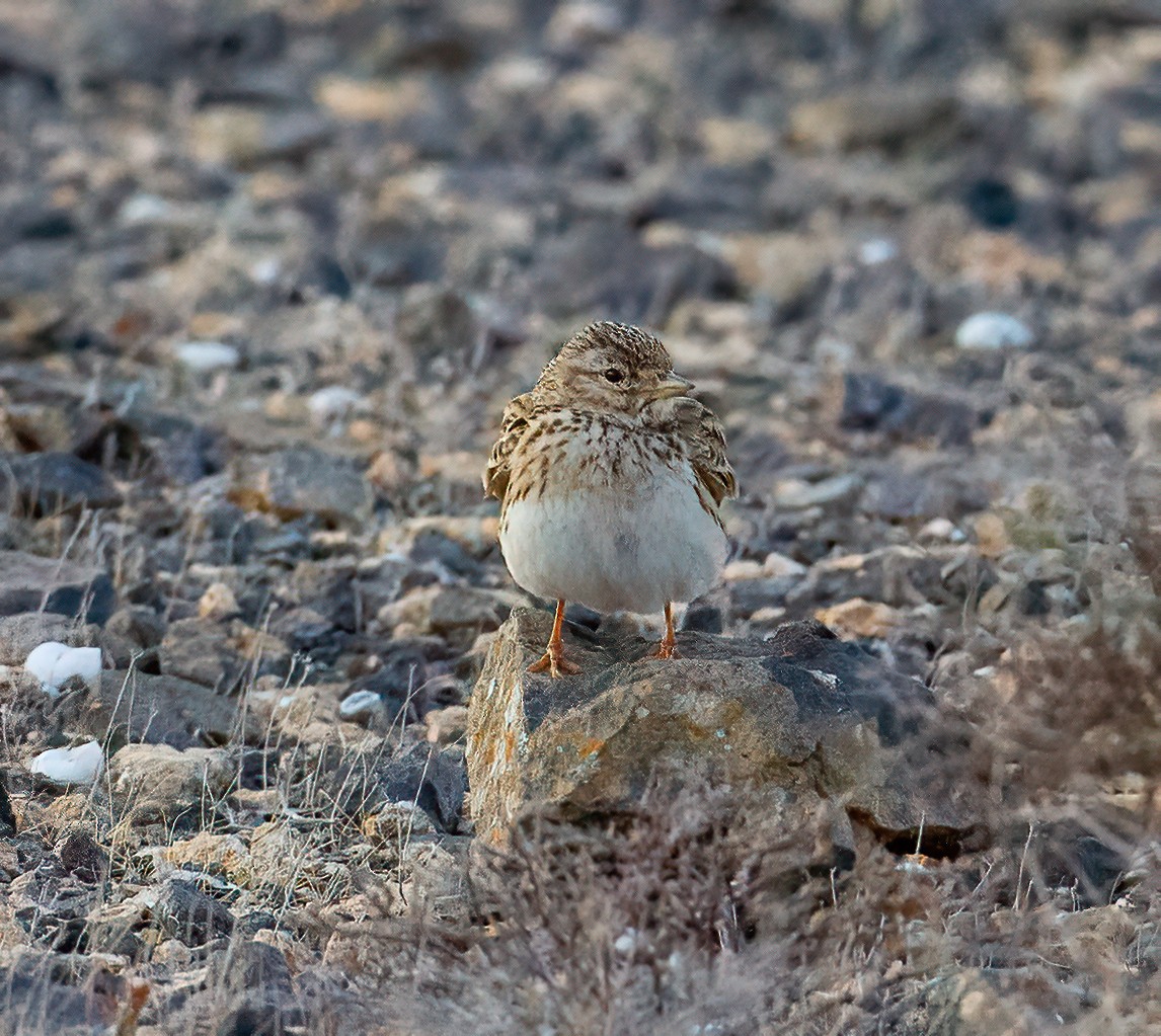 Mediterranean Short-toed Lark - ML643092536