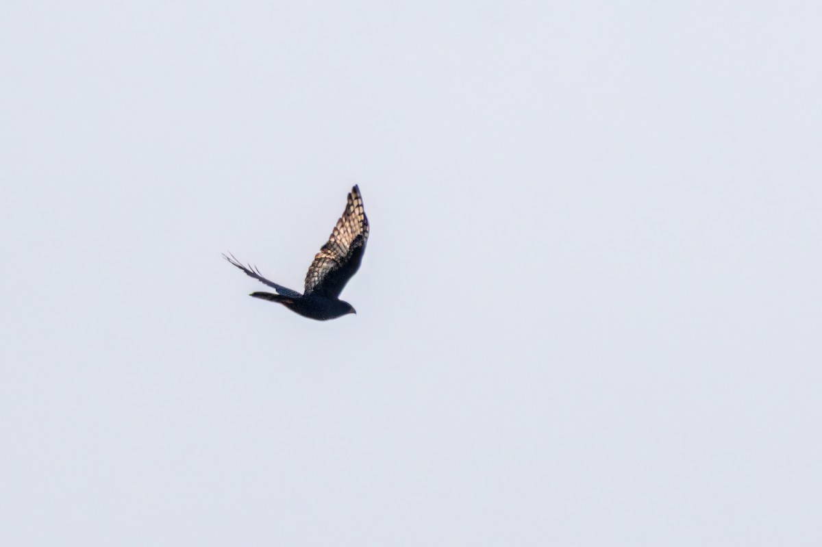 African Goshawk - ML643092538