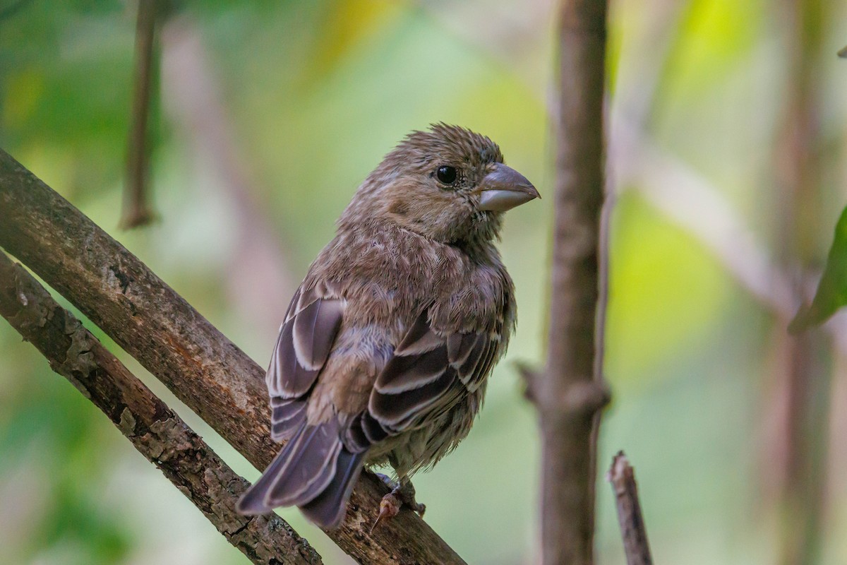 House Finch - ML643092543