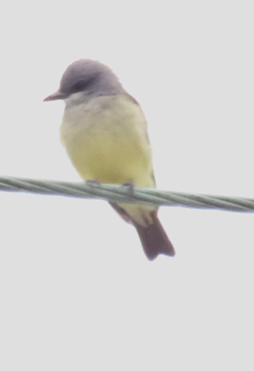 Cassin's Kingbird - ML643092546