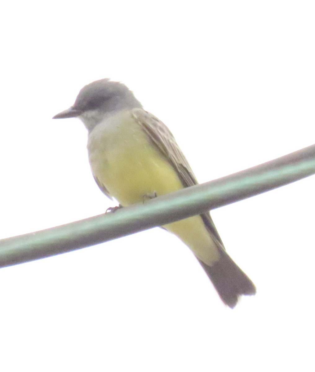 Cassin's Kingbird - ML643092547