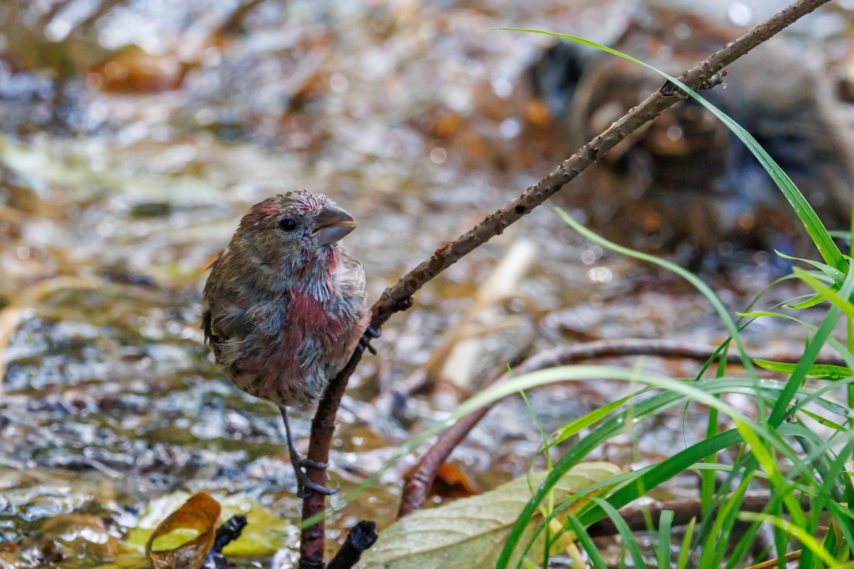 House Finch - ML643092552