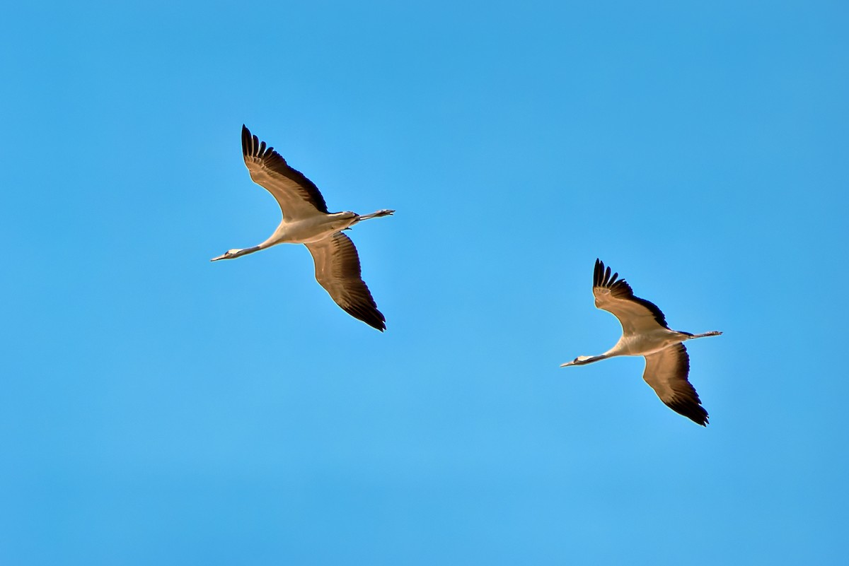 Common Crane - ML643092561