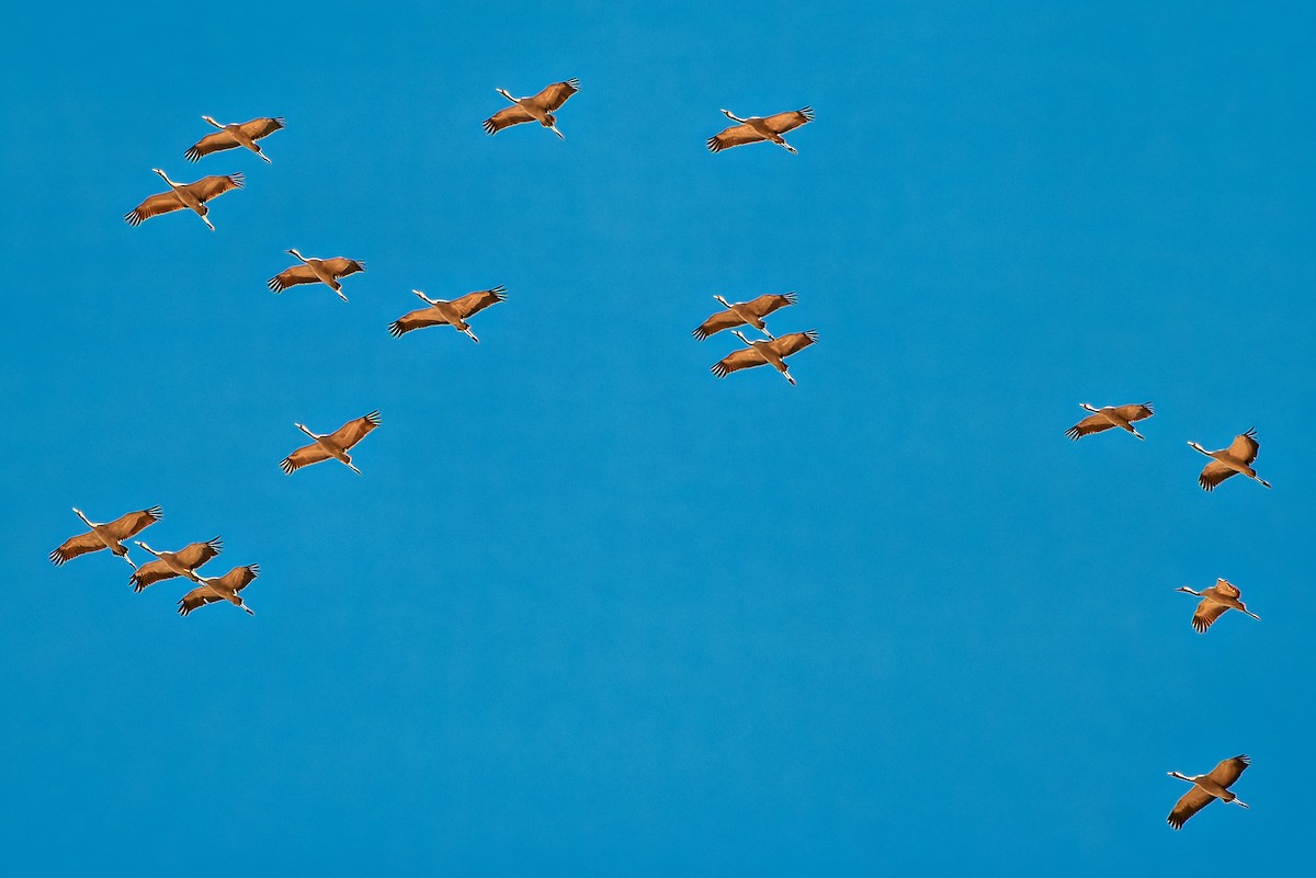 Common Crane - ML643092579