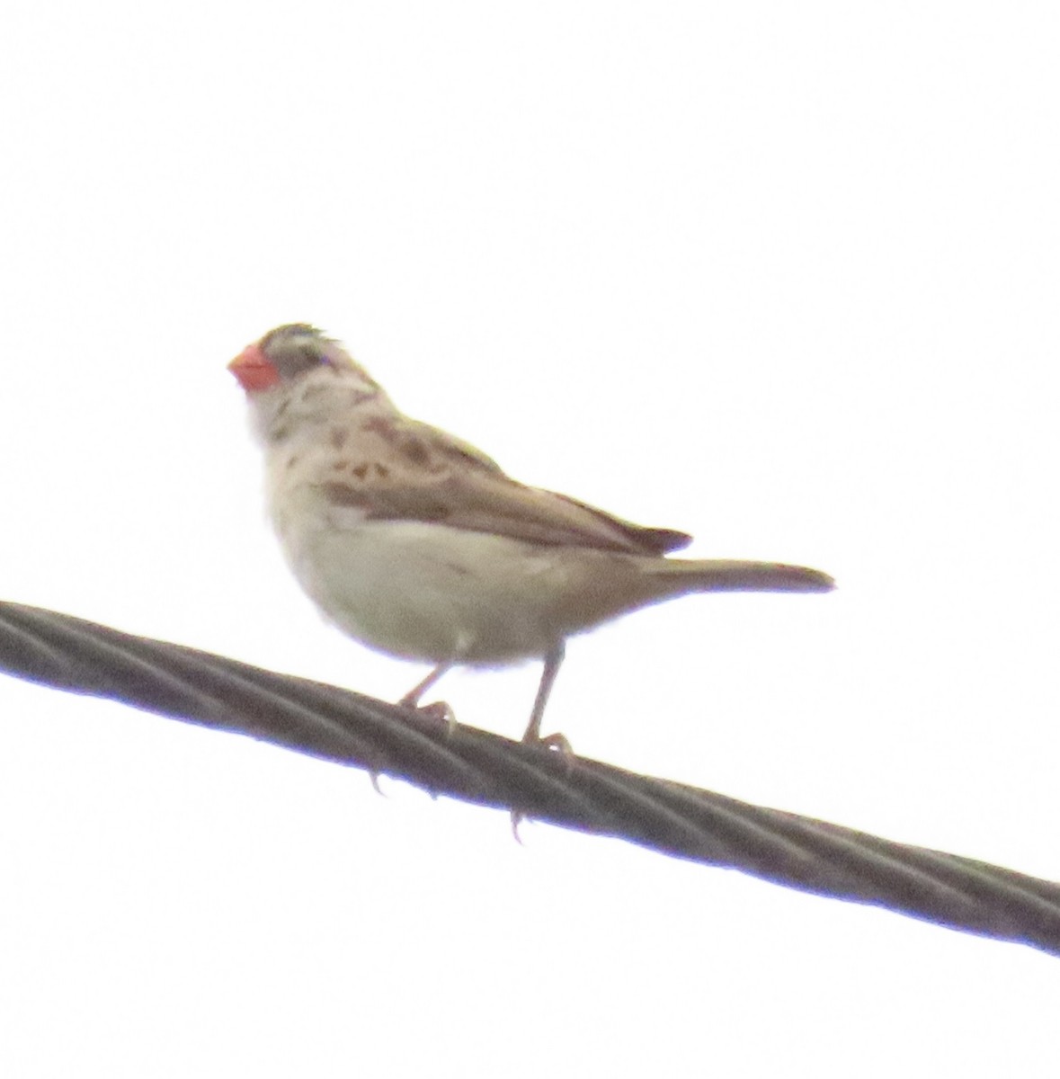Pin-tailed Whydah - ML643092580