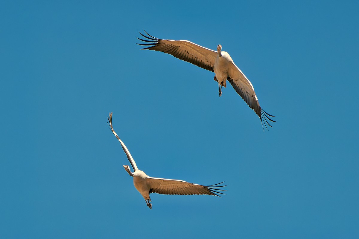 Common Crane - ML643092582