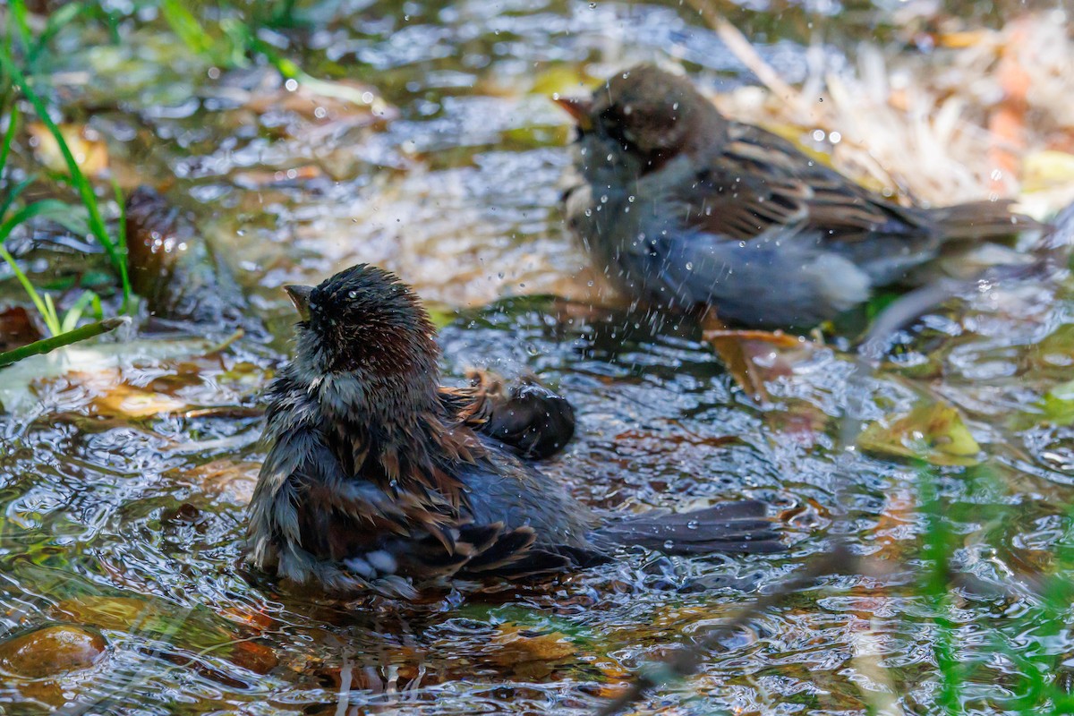 House Sparrow - ML643092587