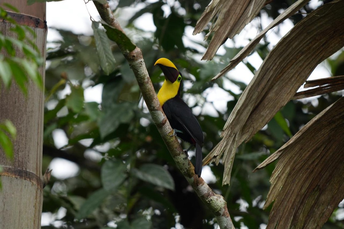 Yellow-throated Toucan (Chestnut-mandibled) - ML643092604