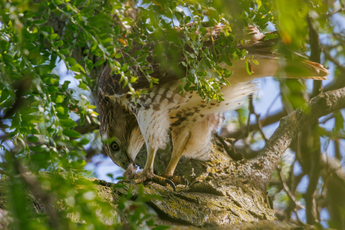 Red-tailed Hawk - ML643092609