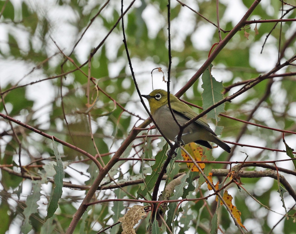 Swinhoe's White-eye - ML643092638