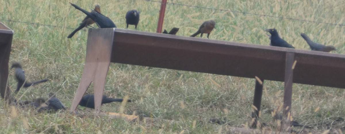 Great-tailed Grackle - ML643092641