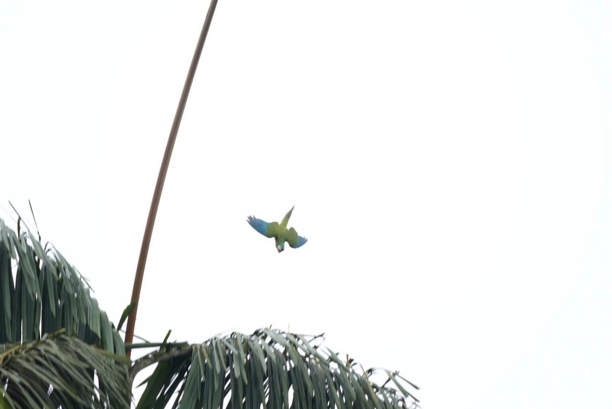 Chestnut-fronted Macaw - ML643092652