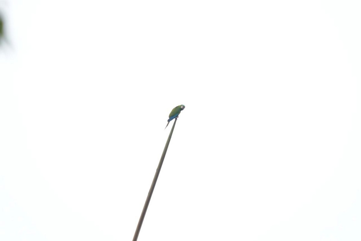 Chestnut-fronted Macaw - ML643092653