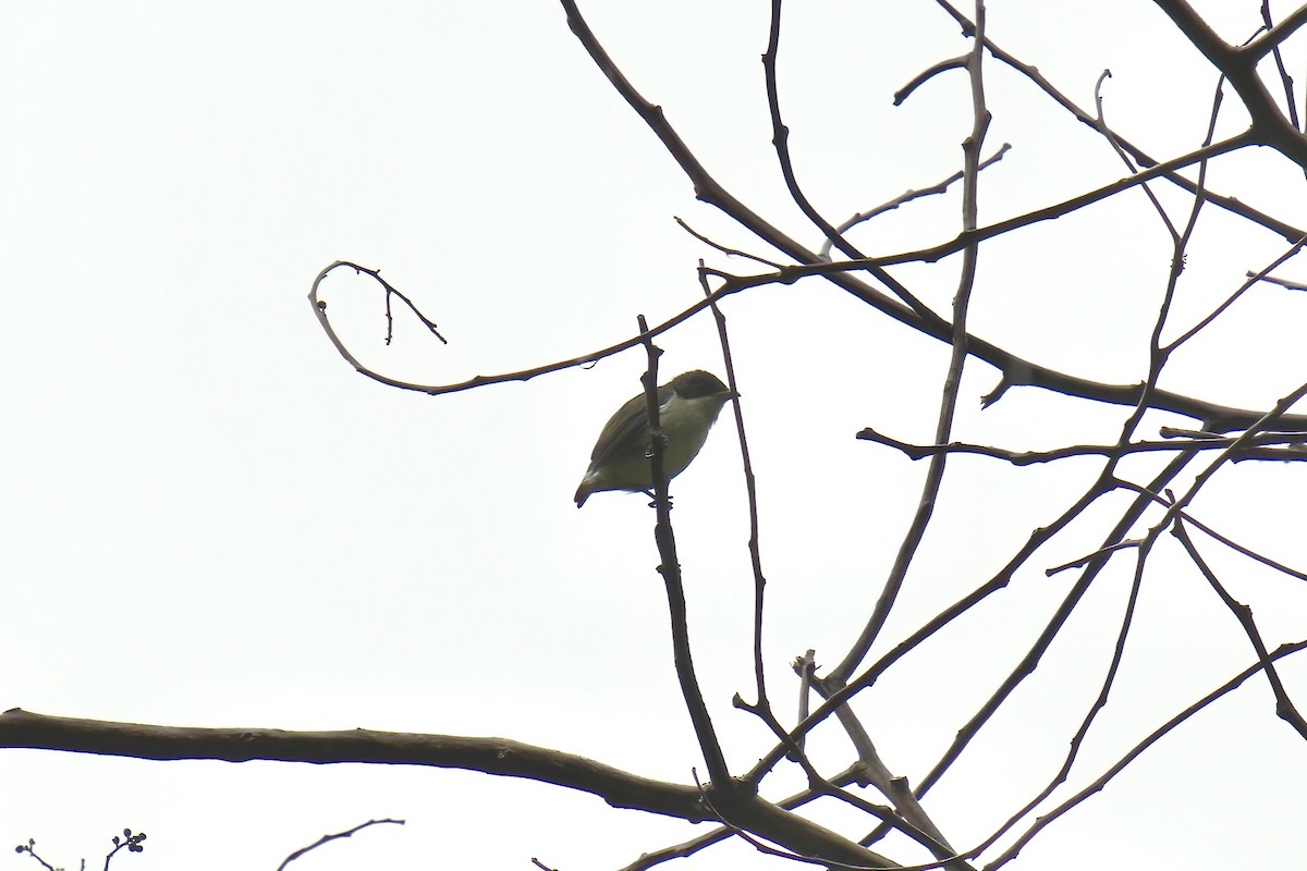 Bicolored Flowerpecker - ML643092663