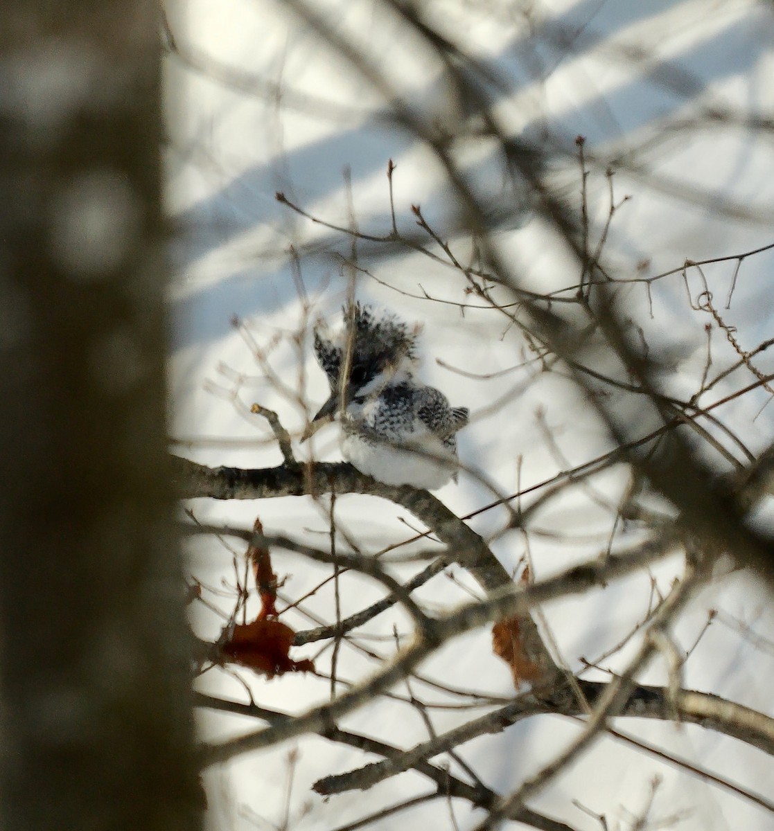 Crested Kingfisher - ML643092680