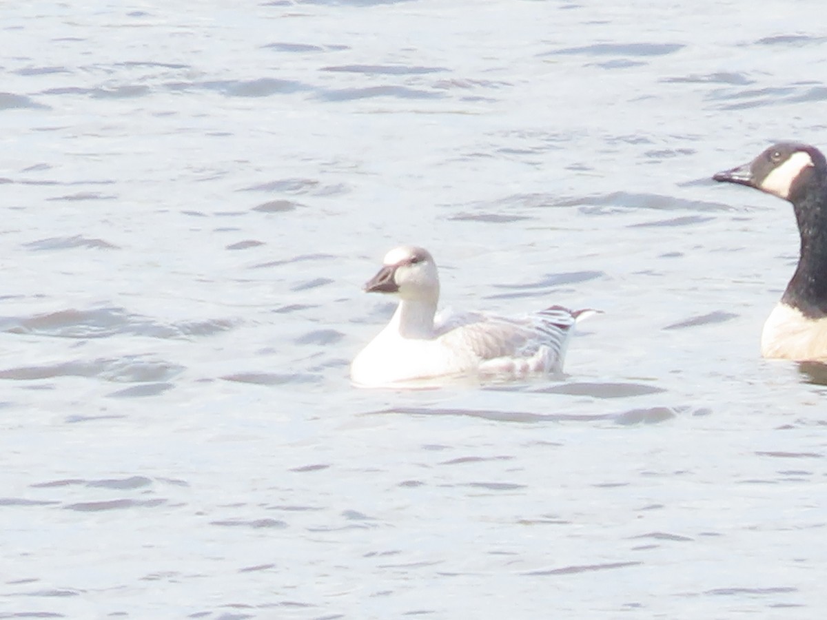 Snow Goose - ML643092687