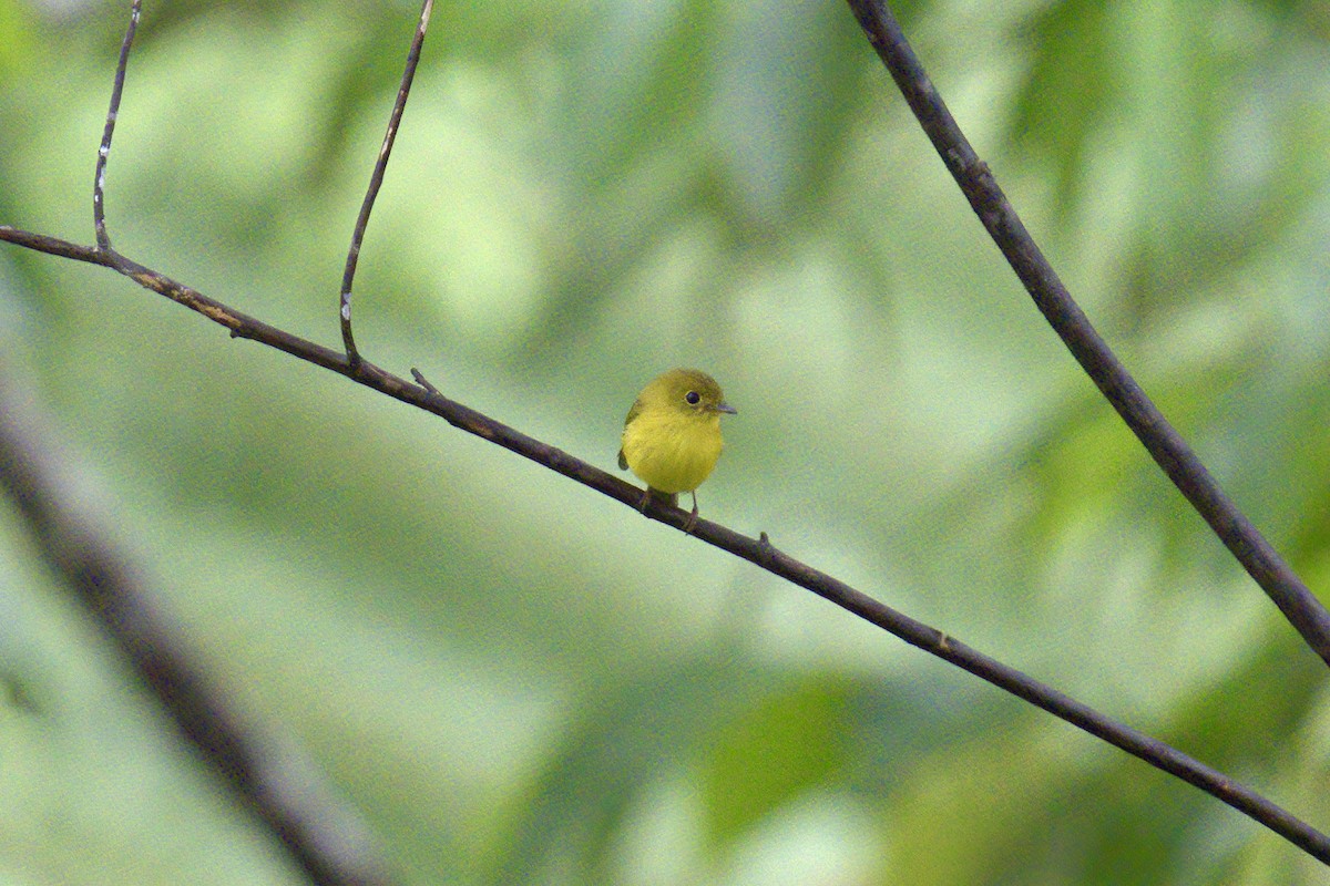 Citrine Canary-Flycatcher - ML643092706
