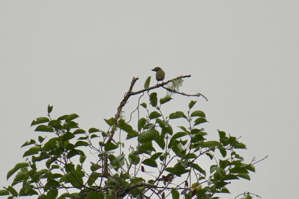 Coppersmith Barbet (Philippine Yellow-faced) - ML643092710