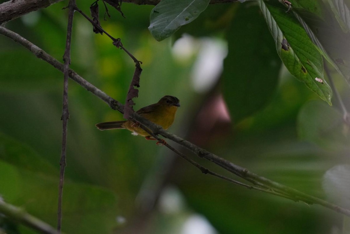 Choco Warbler - ML643092722