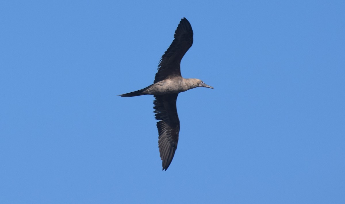 紅腳鰹鳥 - ML643092744