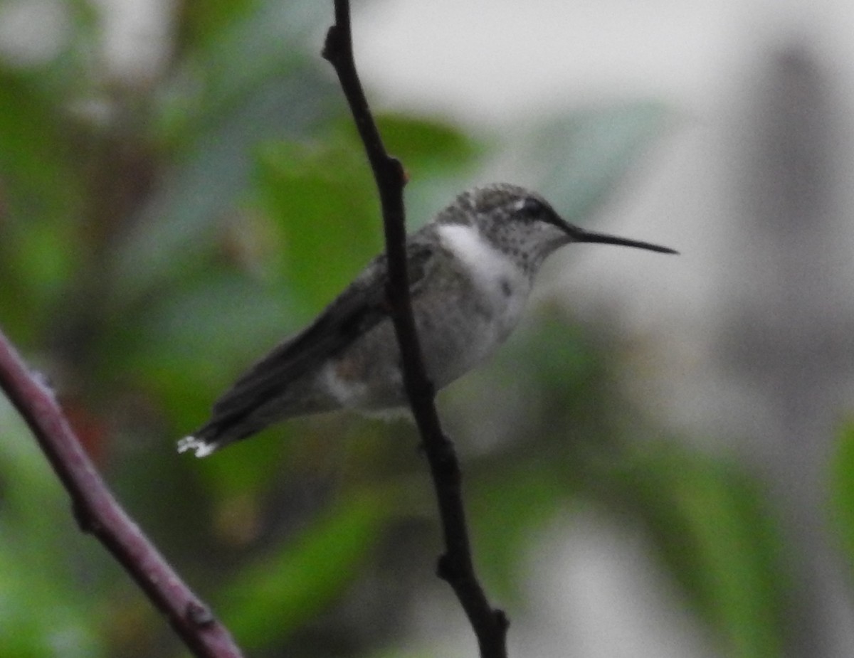 Ruby-throated Hummingbird - ML643092783