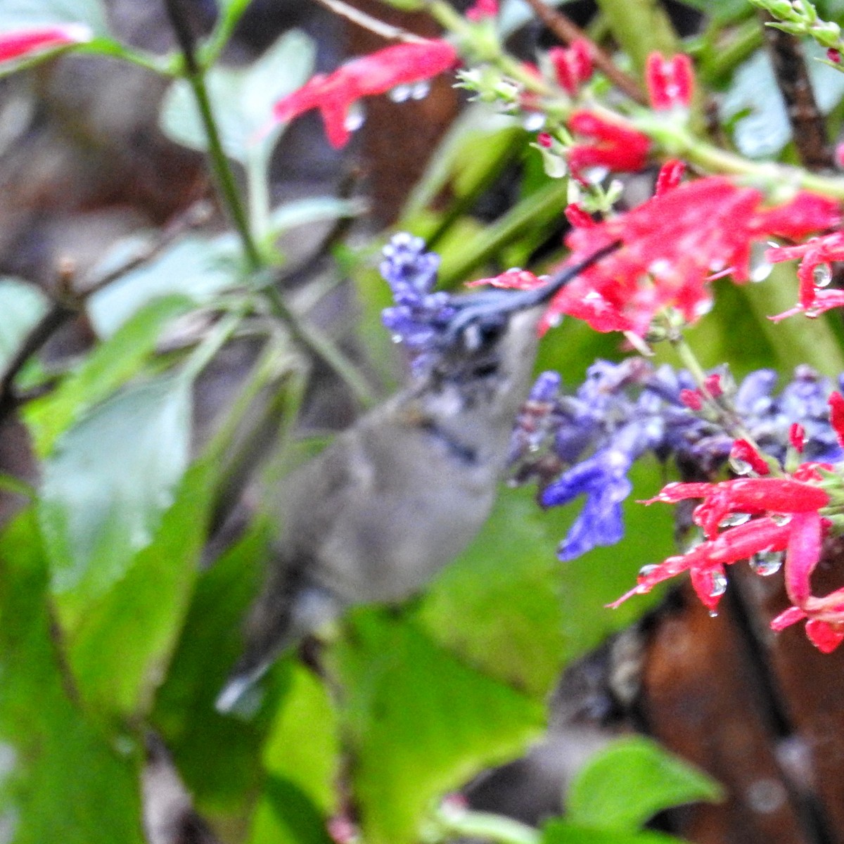 Ruby-throated Hummingbird - ML643092785