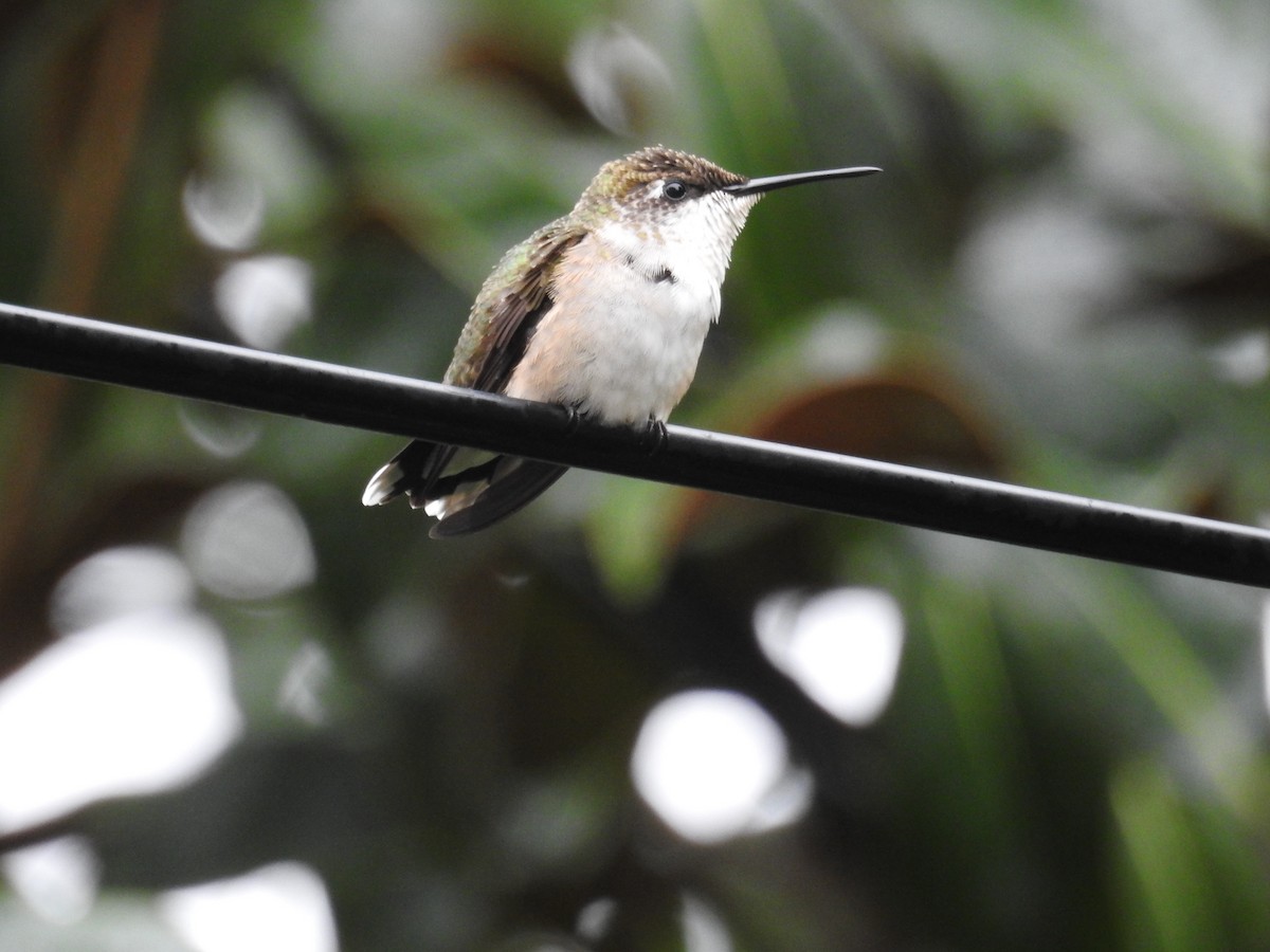 Ruby-throated Hummingbird - ML643092786